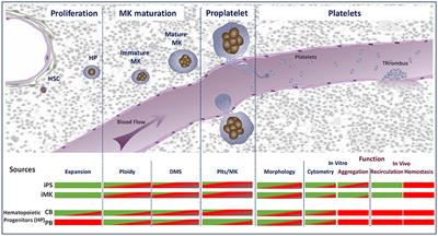 On the Way to in vitro Platelet Production